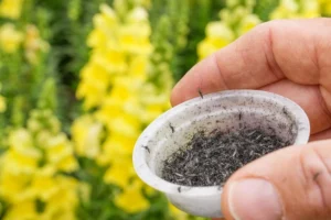 עיריית פתח תקווה משדרגת את המאבק ביתושים בעזרת ביולוגית חדשה