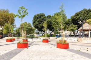 מבט נוסף על העצים הצעירים במכלים אדומים בכיכר המייסדים פתח תקווה, לקראת שתילתם ברחוב חובבי ציון.