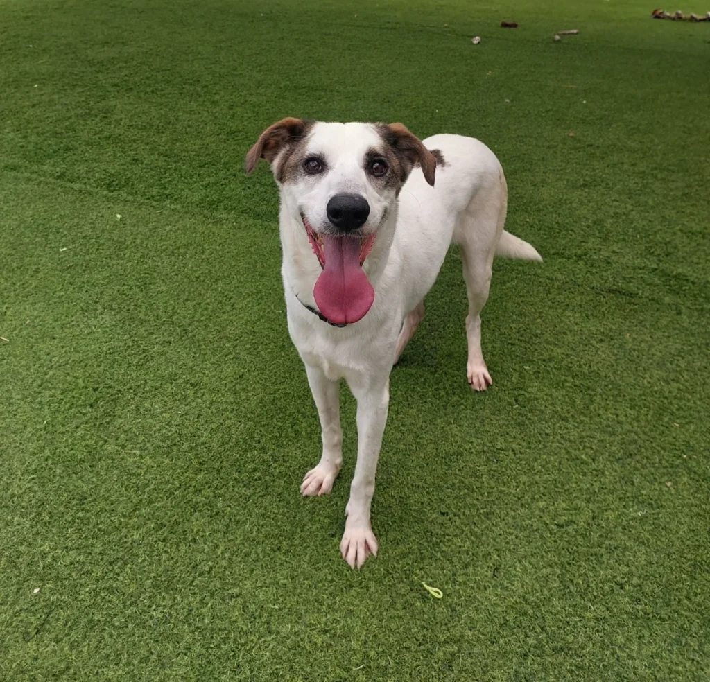 כלב לאימוץ בכלבייה העירונית פתח תקווה